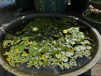 Nymphaea 'Pygmaea Helvola' in a patio pond. Not much in the way of installation here. Find a container that holds water and chuck in a plant.  